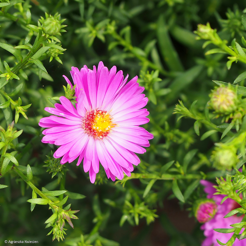 Asters met roze bloemen