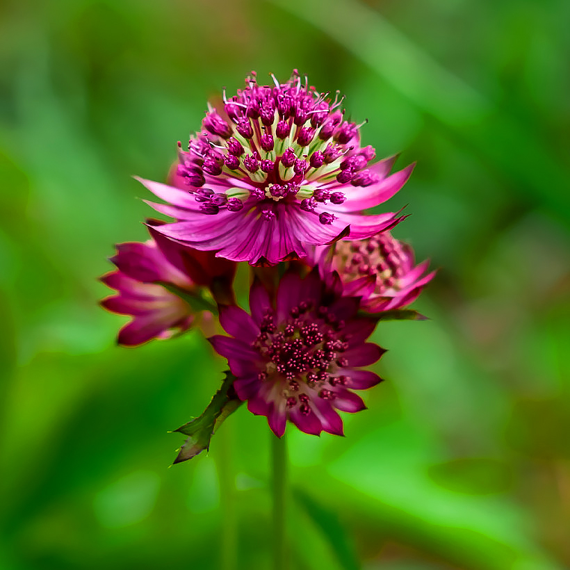 Astrantia
