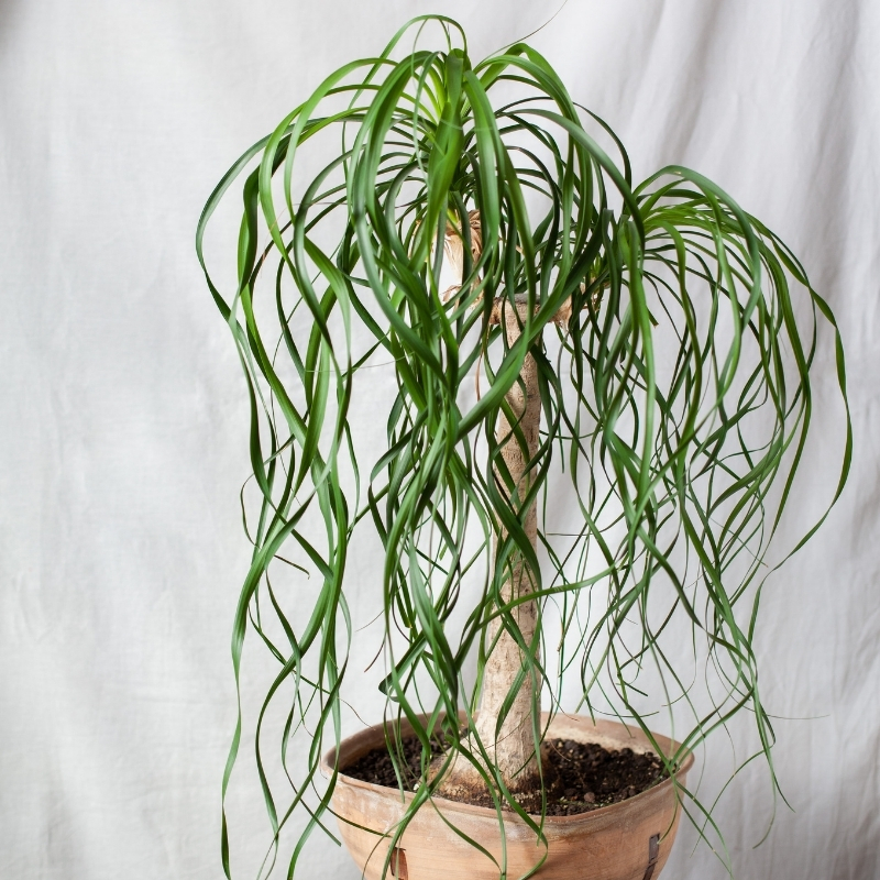 Beaucarnea - Olifantenpoot