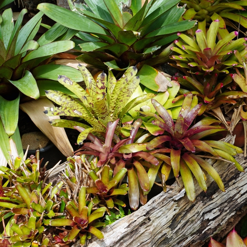 Bromelia voor binnenshuis