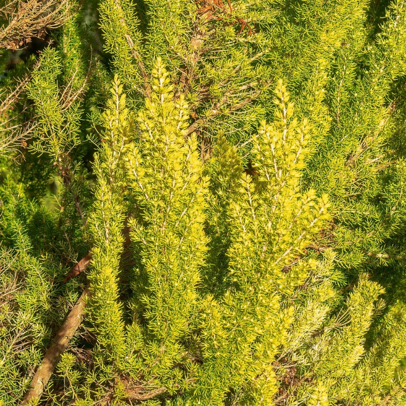 Heideplanten met goudgeel blad