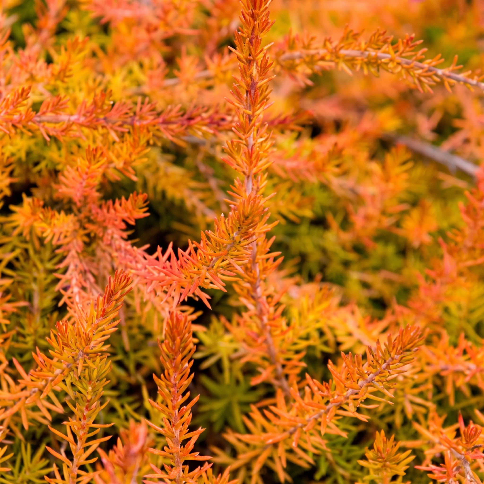 Heideplanten met oranje, koperkleurig of bronskleurig blad