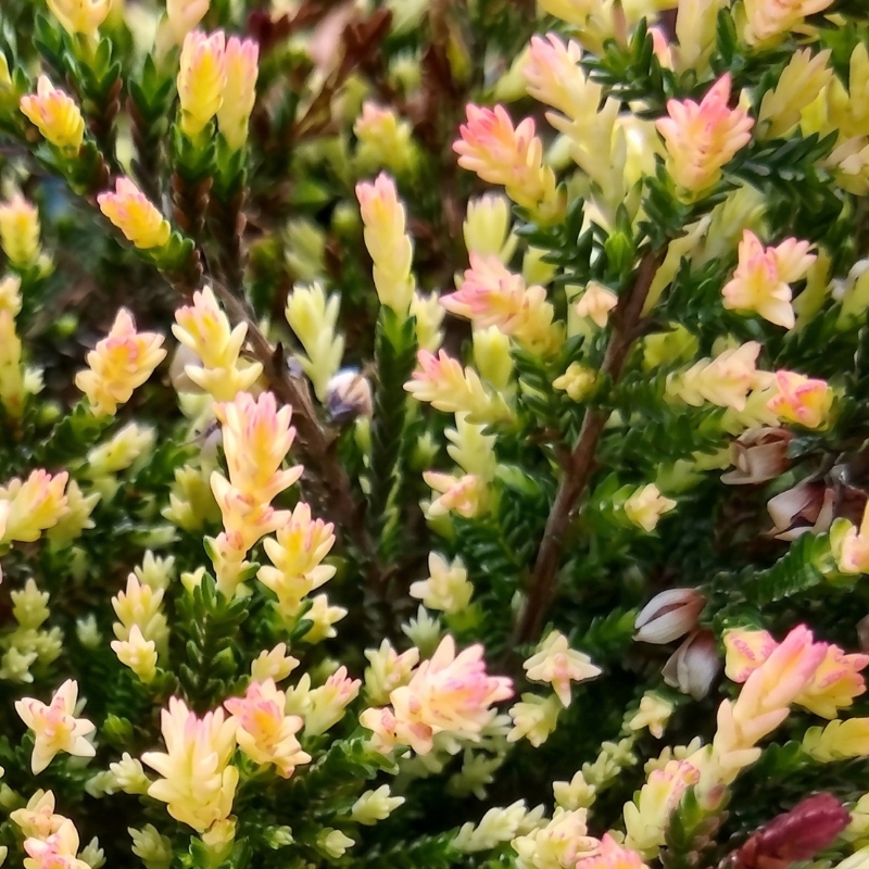 Heideplanten met bont blad