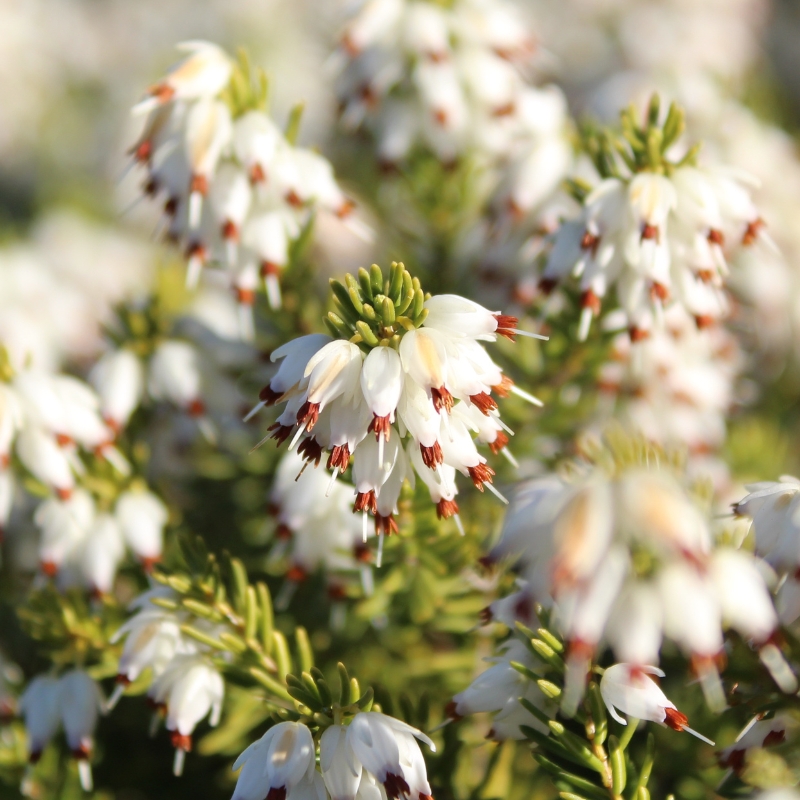 Heideplanten met witte bloemen