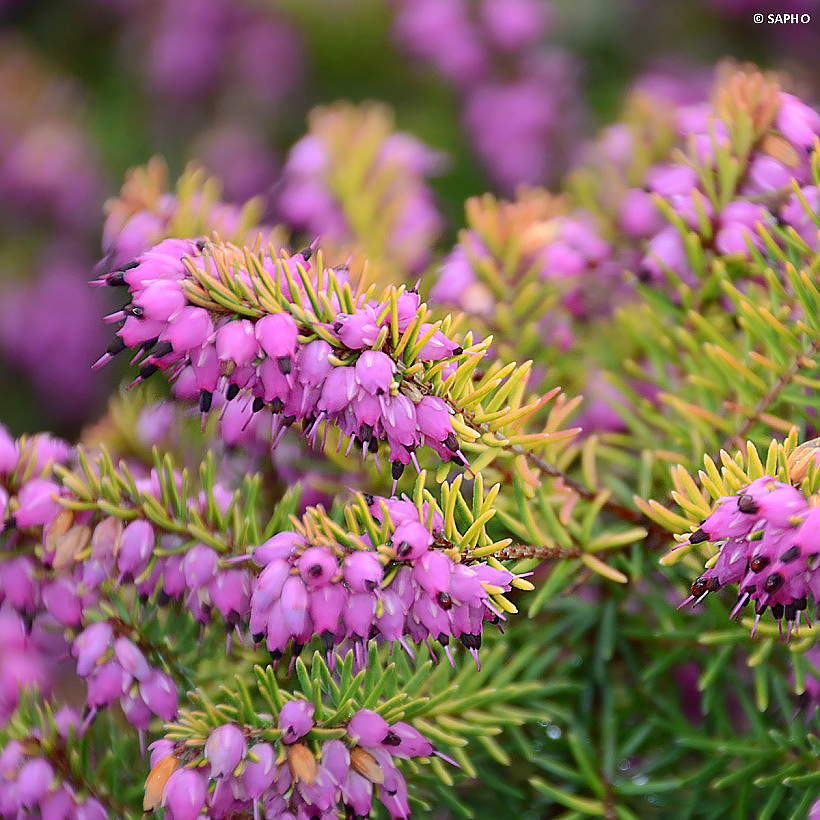 Heideplanten - Erica