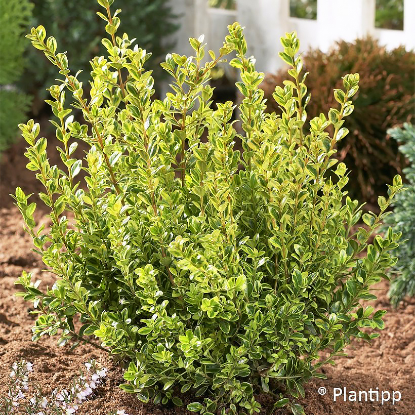 Buxus