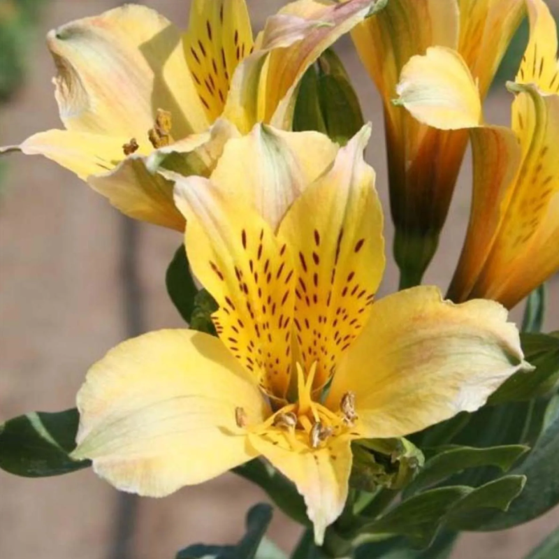Zomerbollen met gele bloemen