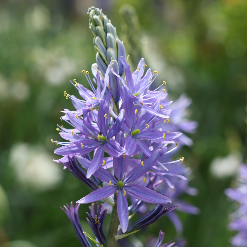 Bloembollen met blauwe bloemen