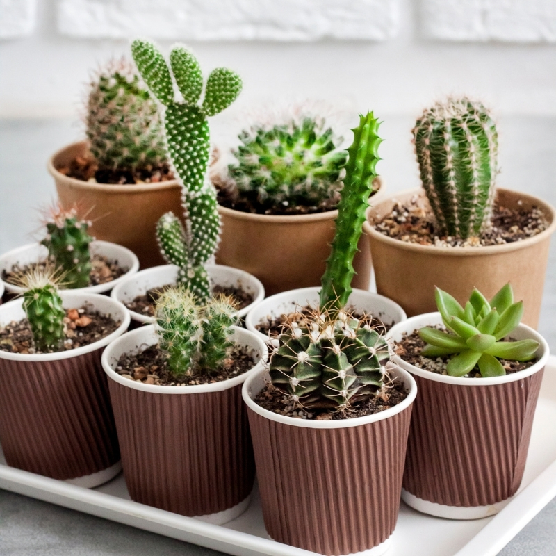 Cactussen en vetplanten voor binnen