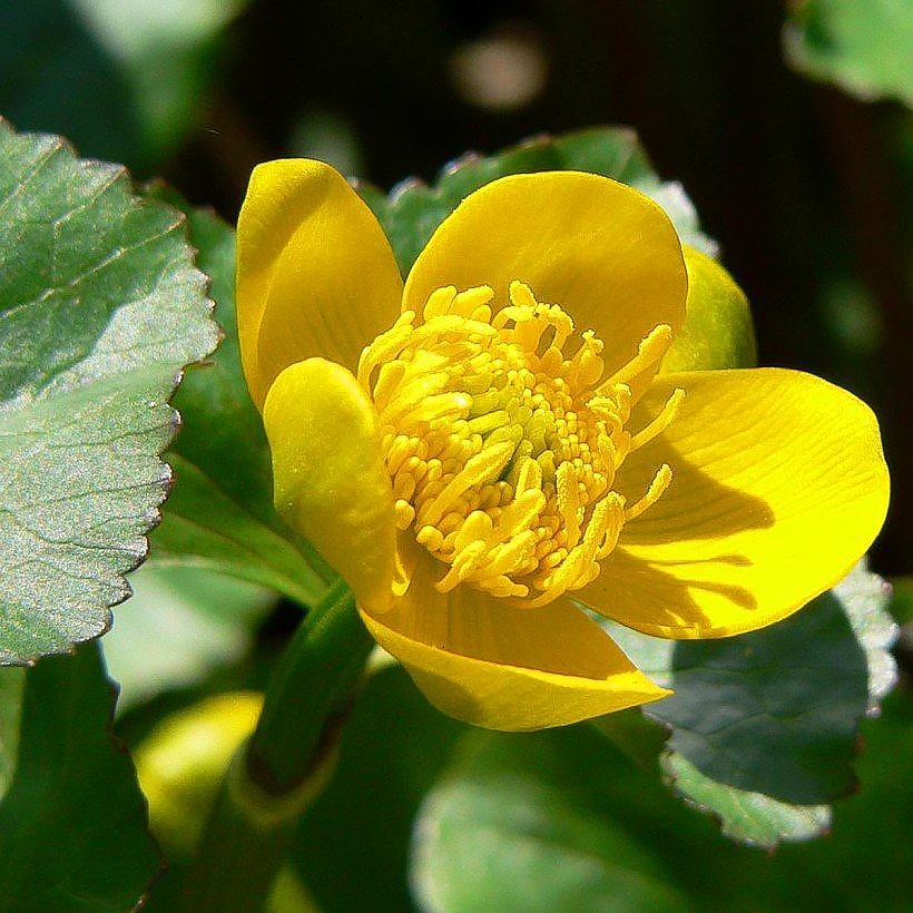 Caltha - Dotterbloem