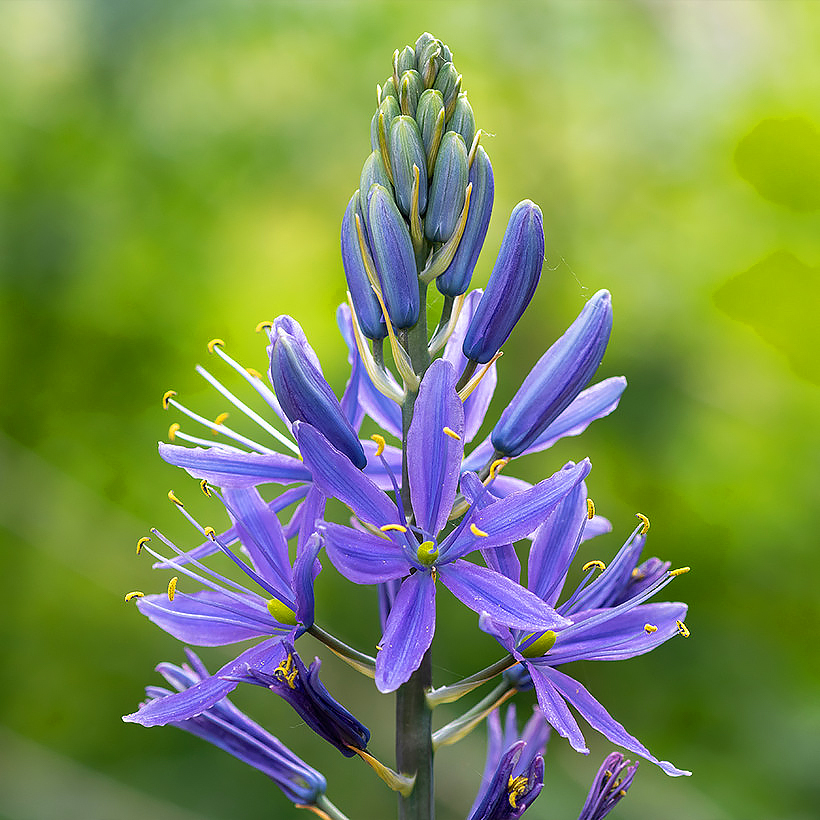 Camassia - Indianenbloem