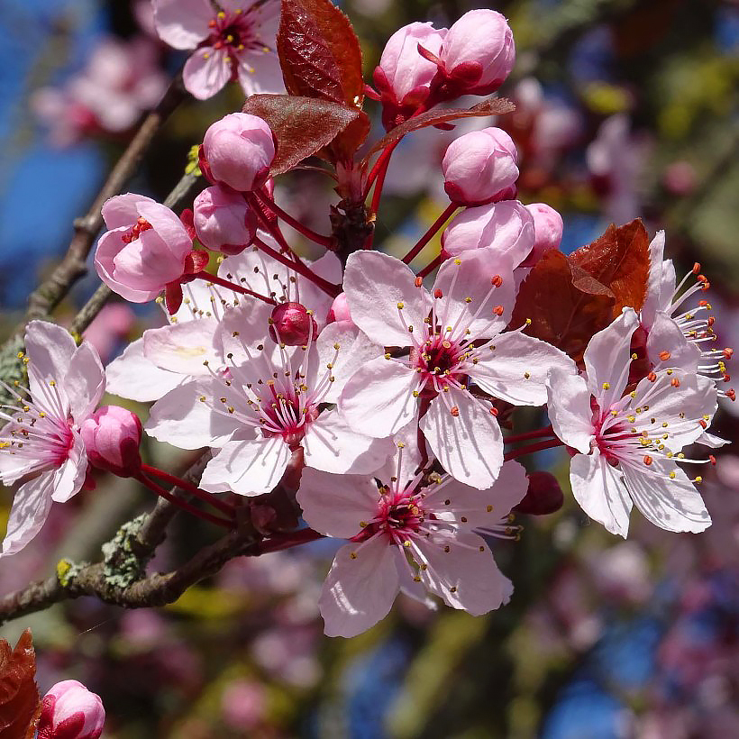 Prunus - Sierkers