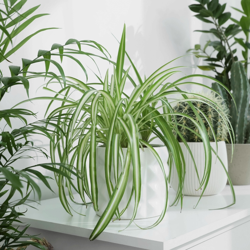 Graslelie of spinnenplant - Chlorophytum