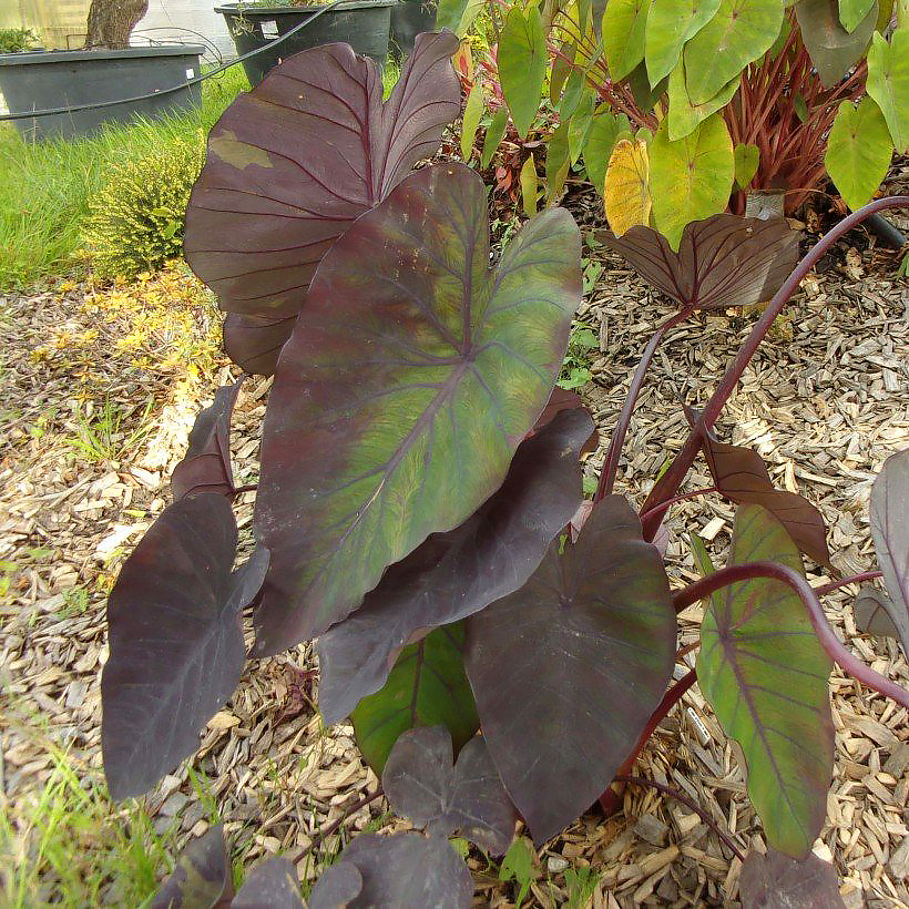 Colocasia - Olifantsoor