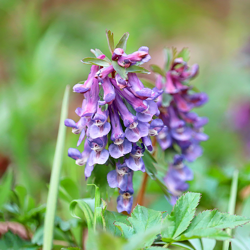 Holwortel - Corydalis bulbosa