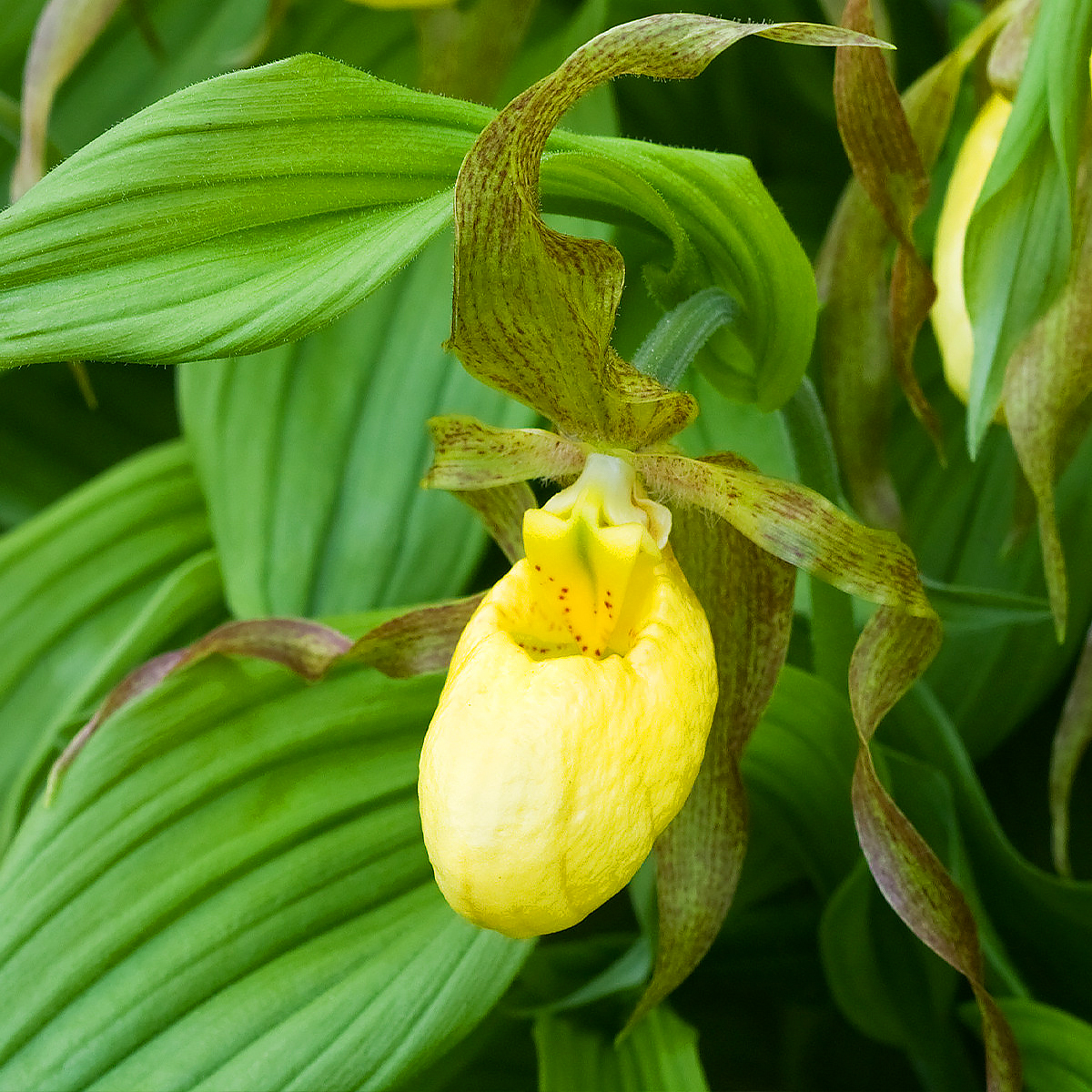 Venusschoentje - Cypripedium