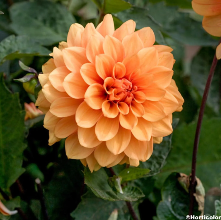 Oranje Dahlia's