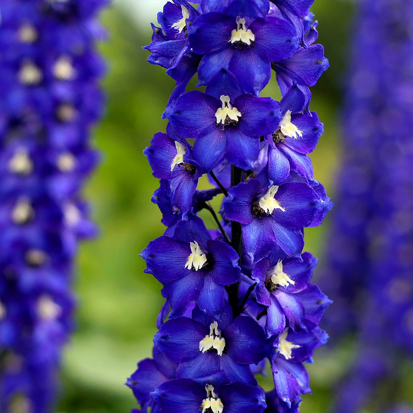 Riddersporen - Delphinium