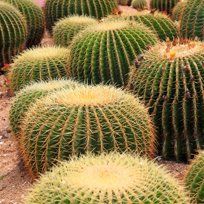 Schoonmoedersstoel - Echinocactus