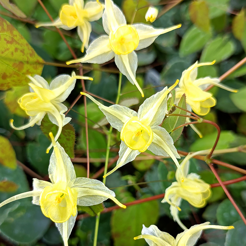 Elfenbloemen - Epimedium