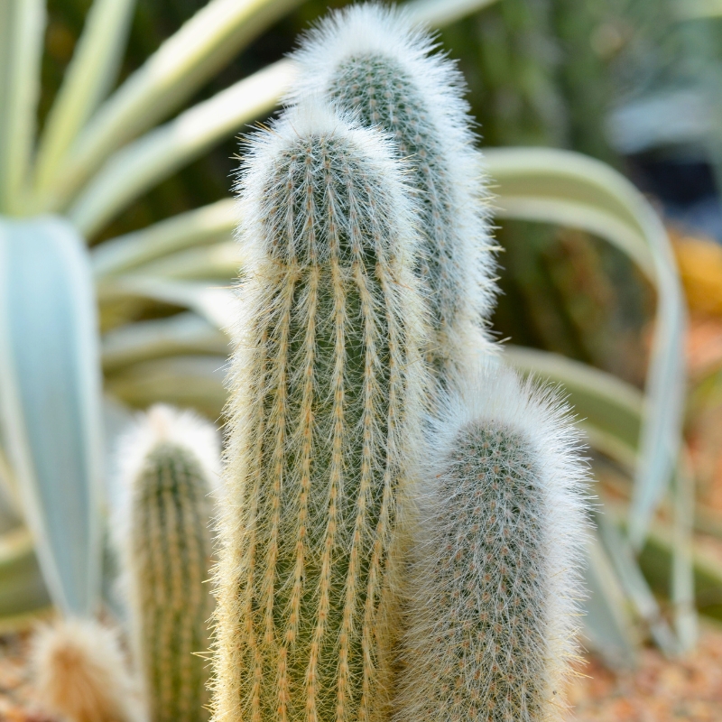 Espostoa - Wollige zuilcactus