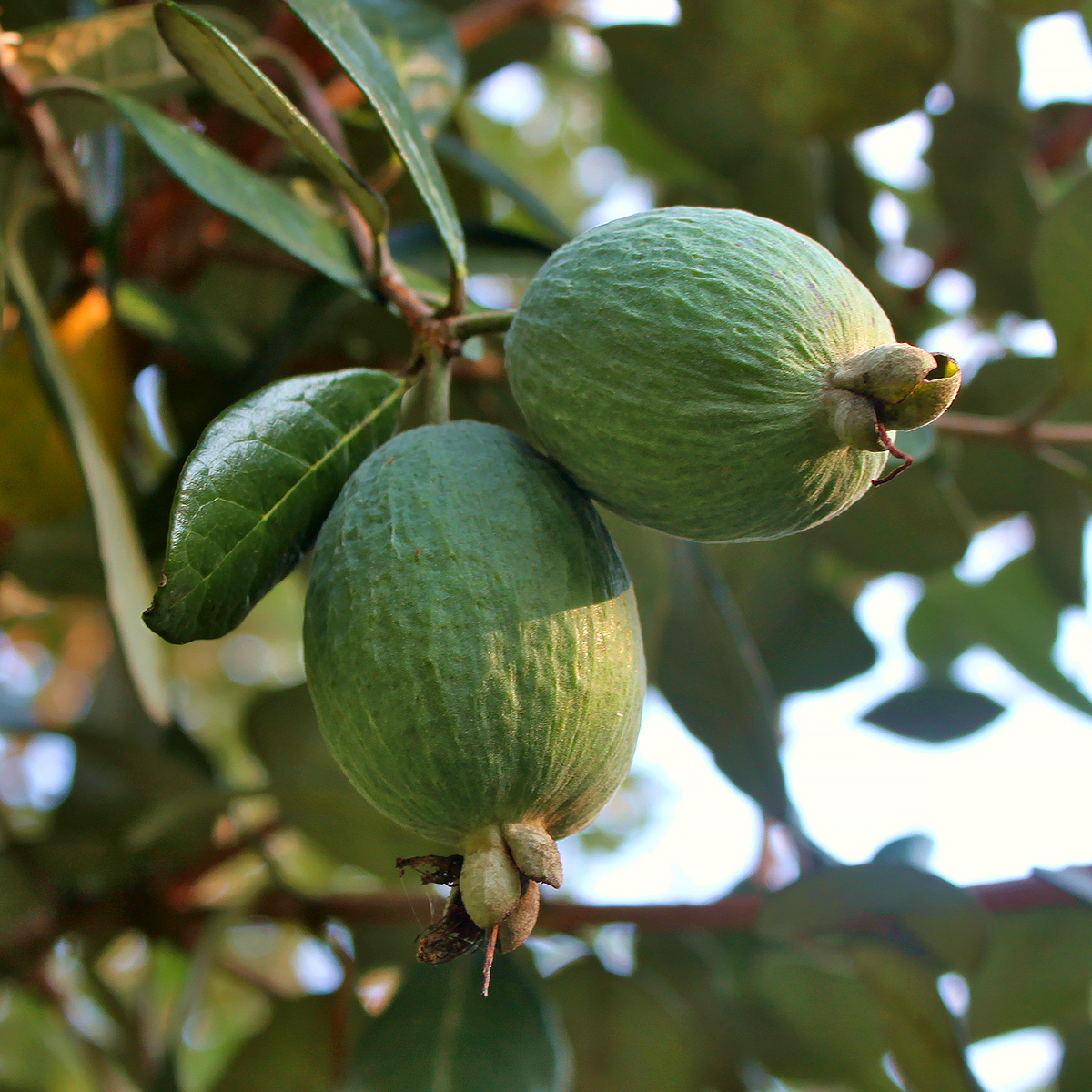 Feijoa - Acca sellowian - Braziliaanse guave / ananasguave
