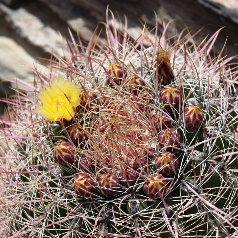Ferocactus