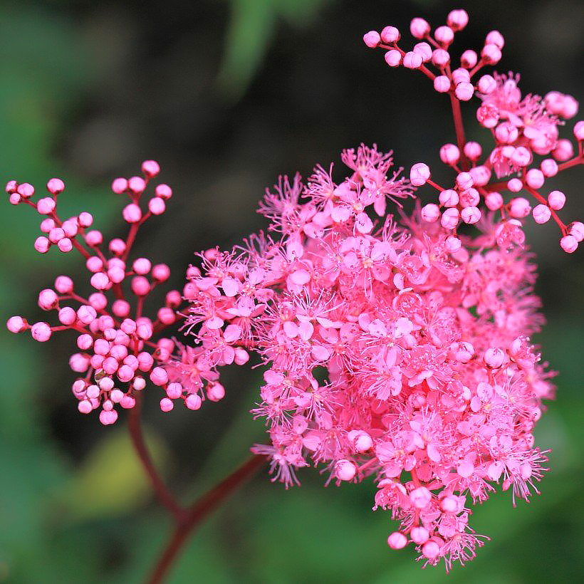 Filipendula - Moerasspirea