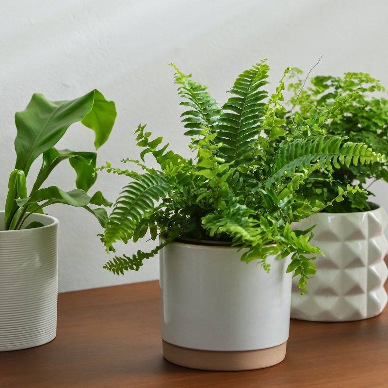 Varens voor binnenshuis