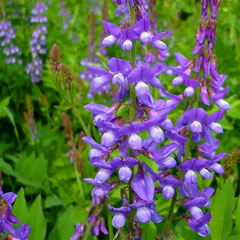 Galega - Sint-jacobskruid