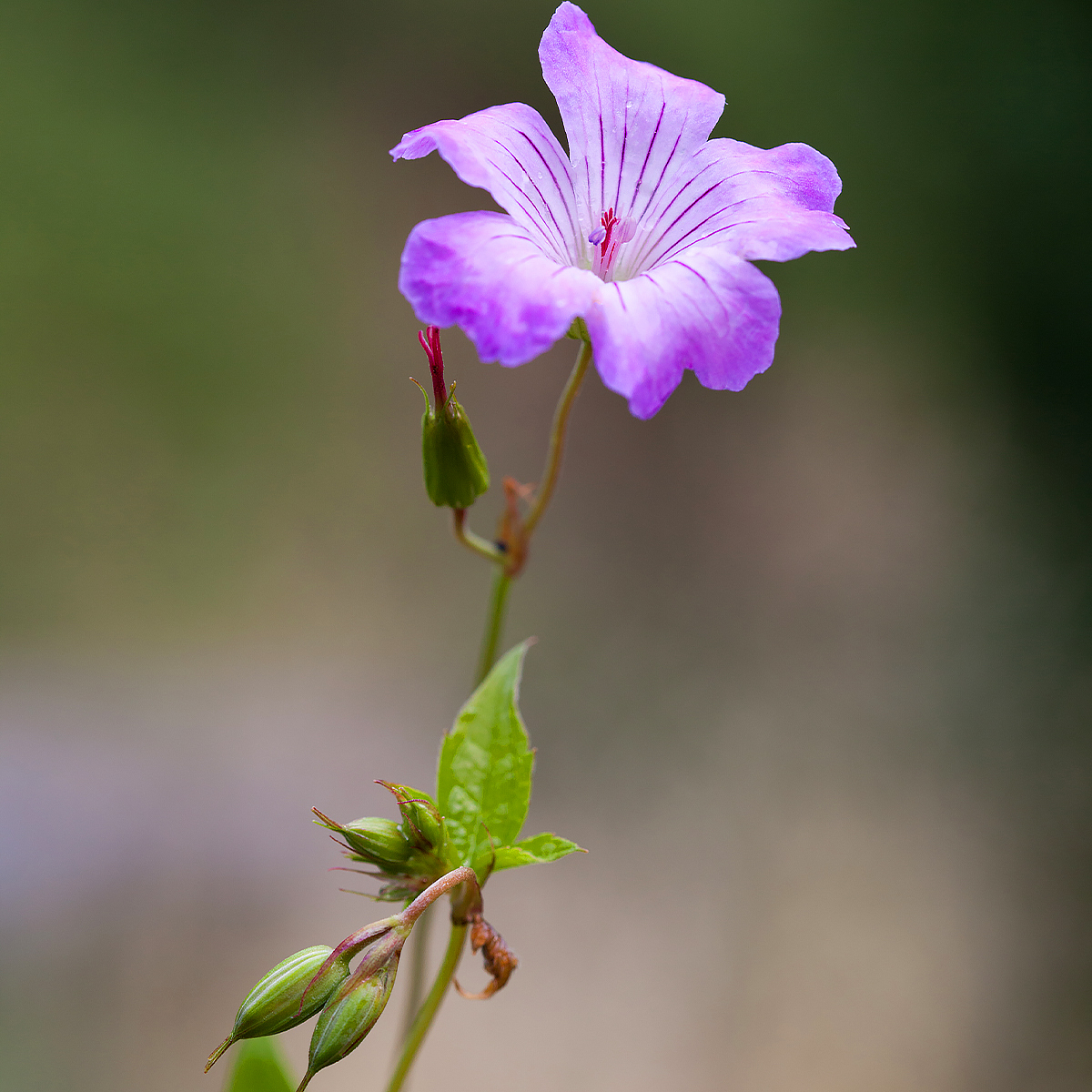 Ooievaarsbek - Geranium nodosum