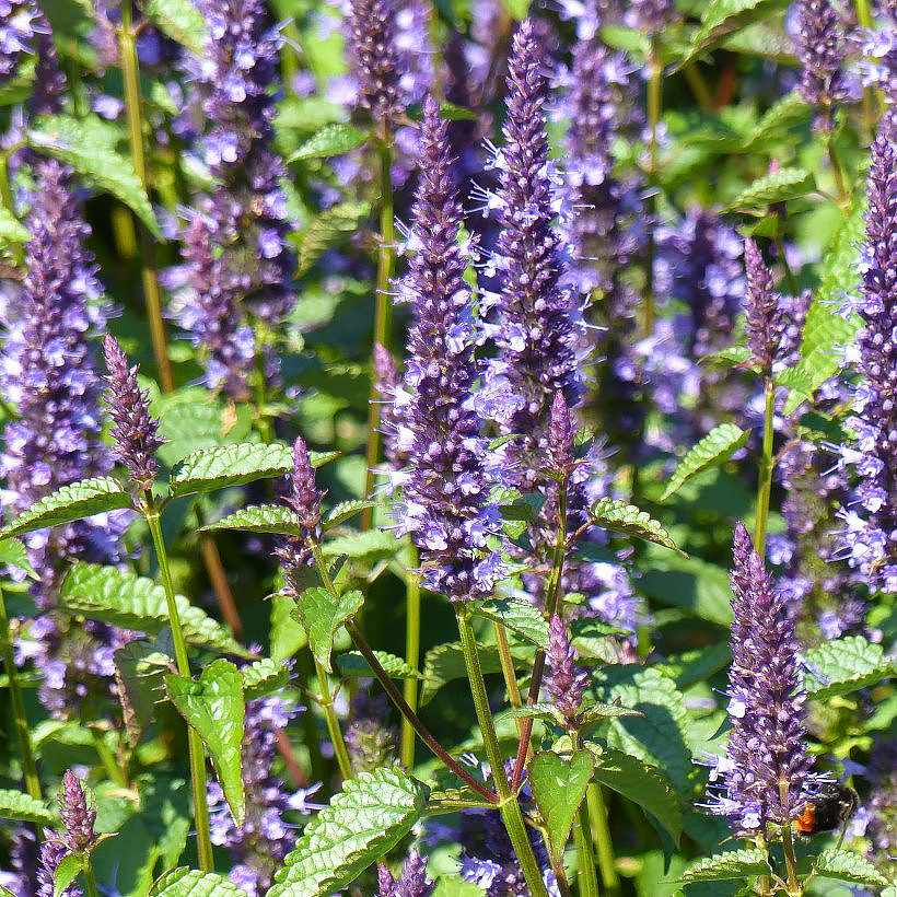 Zaden van agastache
