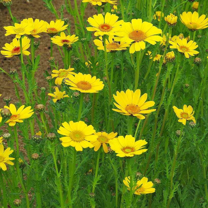 Zaden van chrysanten