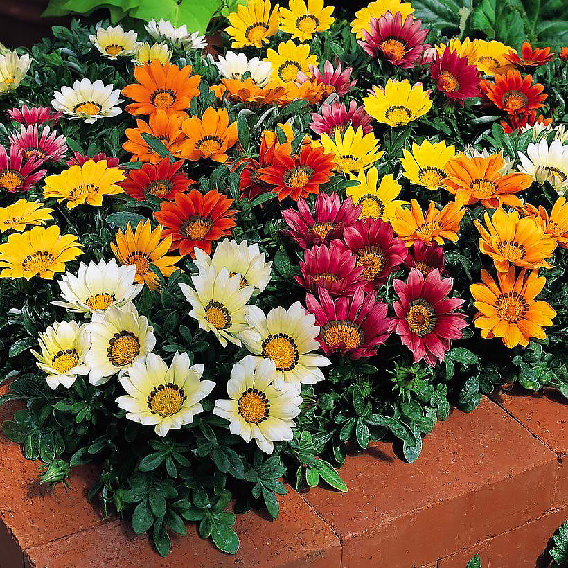 Zaad van Gazania