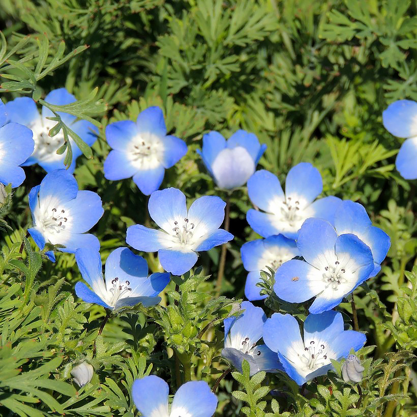 Zaden van nemophila’s