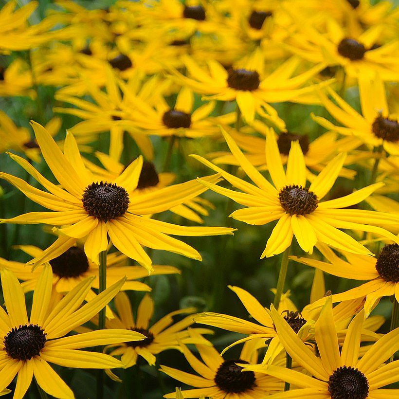 Zaden voor rudbeckia’s