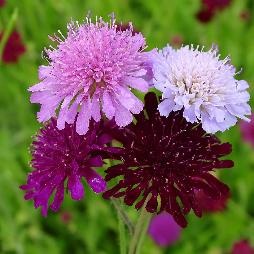 Zaden van scabiose