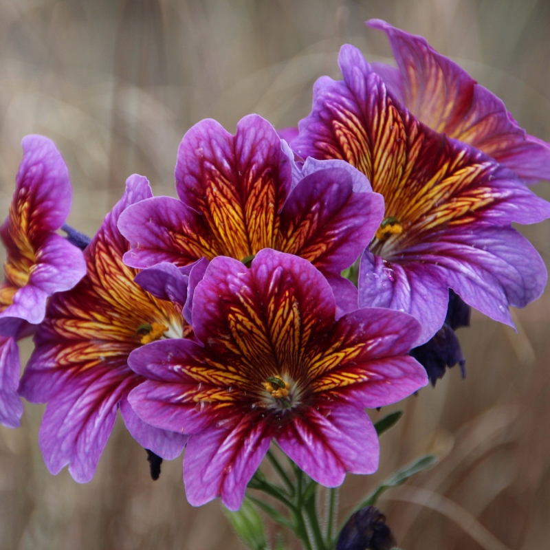 Salpiglossis zaden