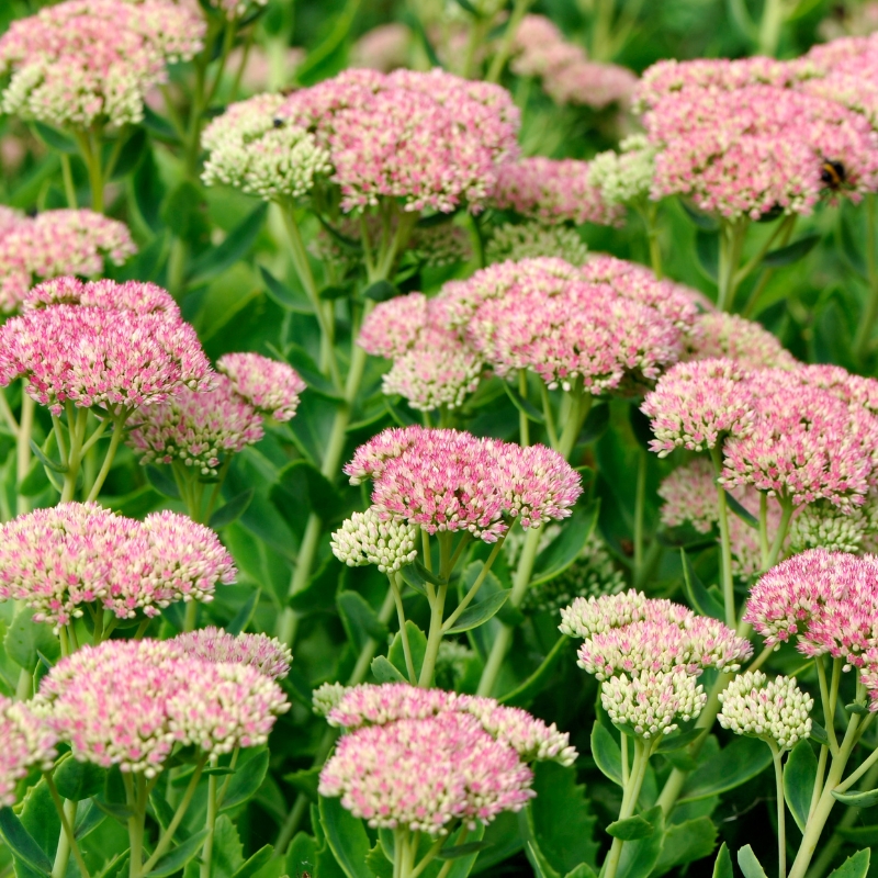 Sedum zaden
