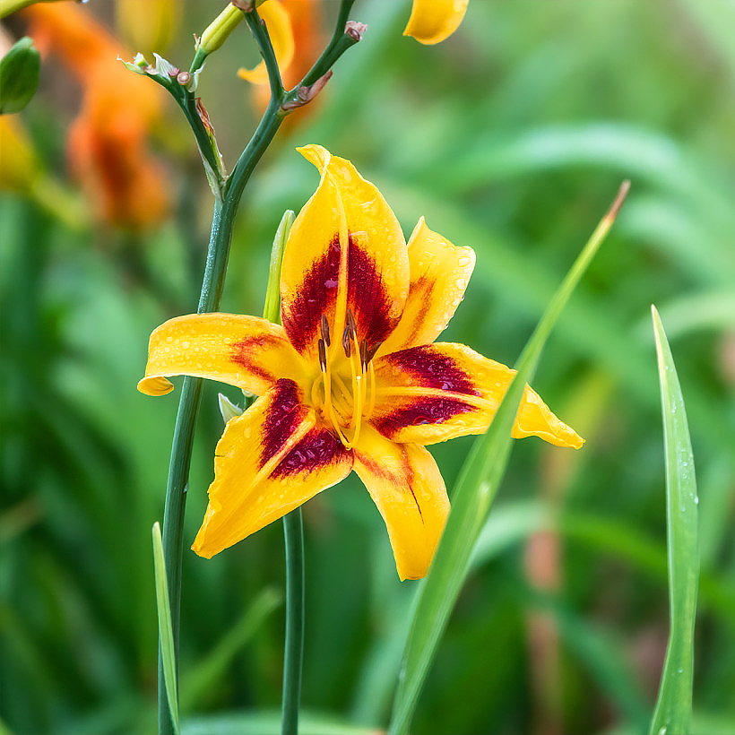 Daglelies - Hemerocallis