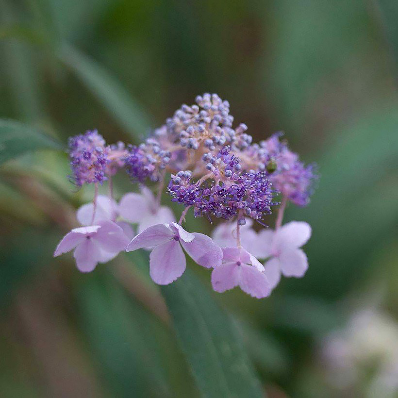 Hydrangea involucrata