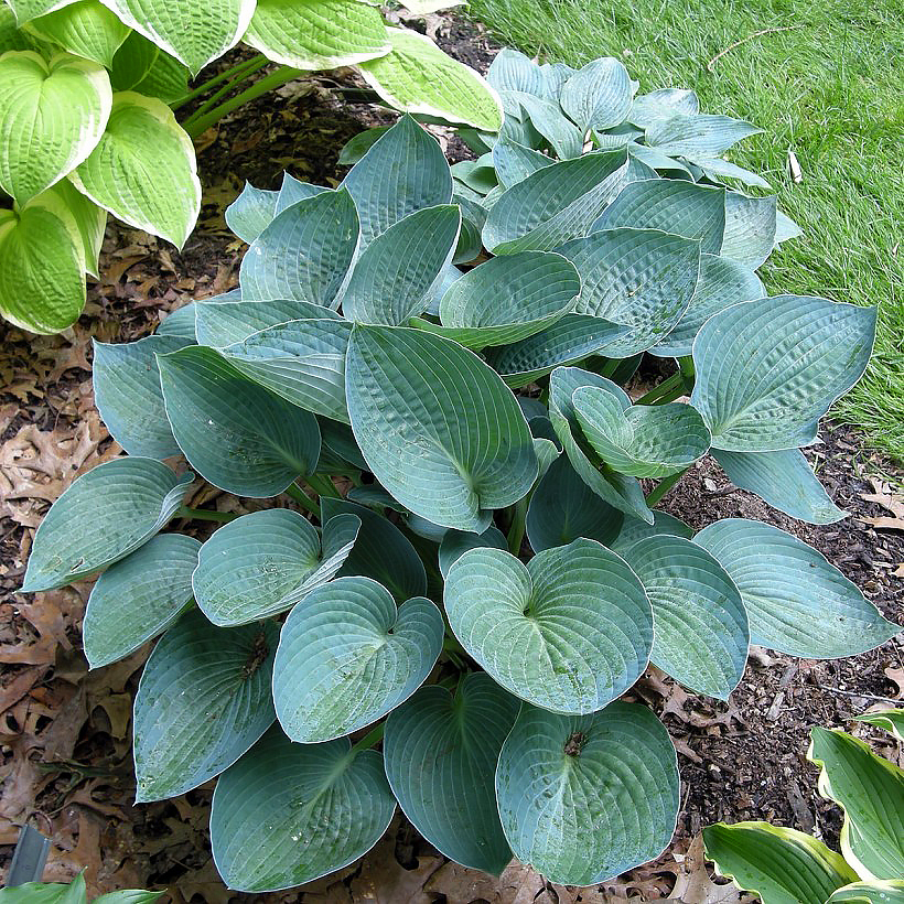 Hosta's met blauw blad