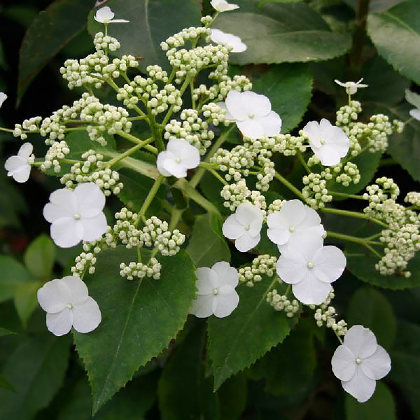 Klimhortensia - Hydrangea anomala petiolaris