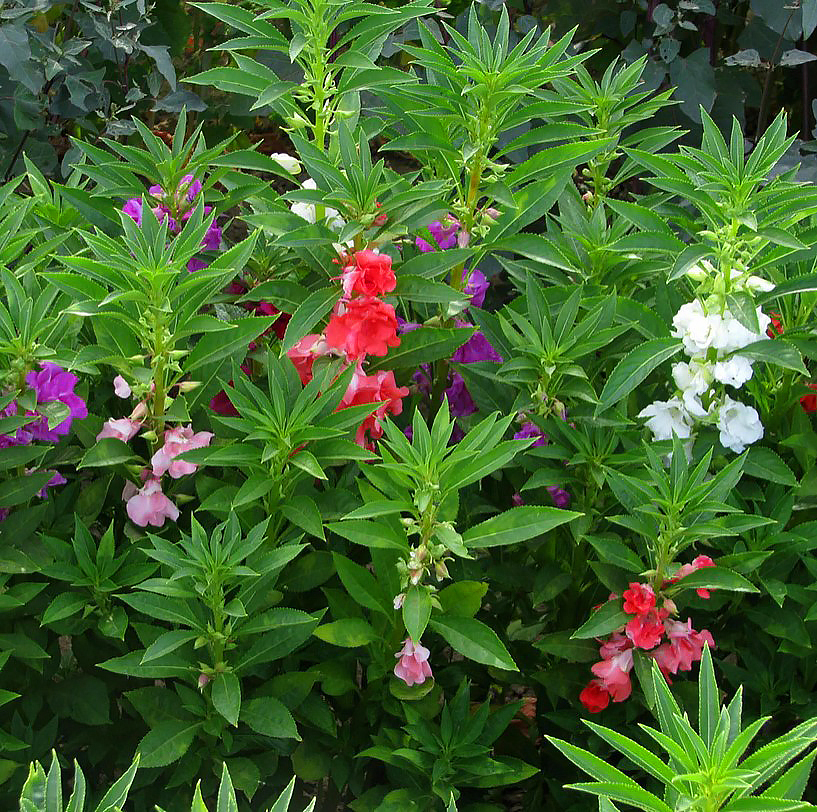 Vaste Impatiens - Balsaminen