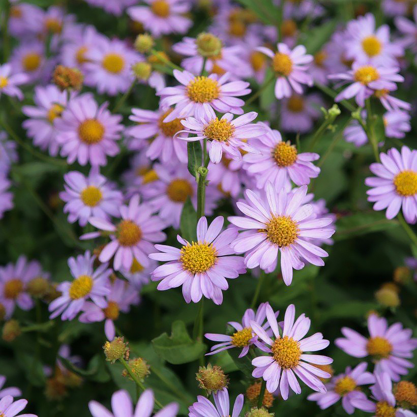 Kalimeris - Japanse aster