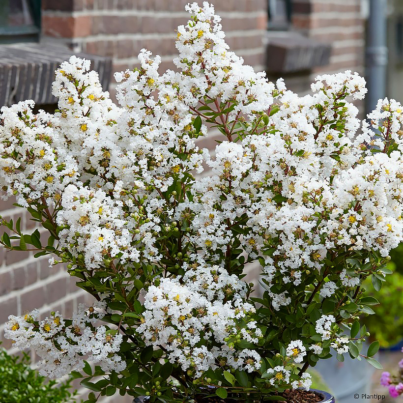 Indische seringen witte bloemen