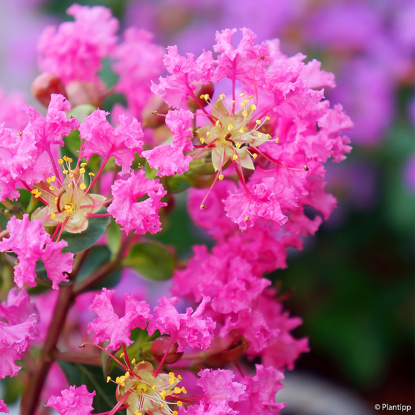 Indische seringen roze bloemen