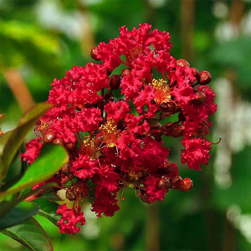 Lagerstroemia - Indische sering