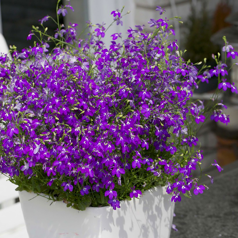 Eenjarige Lobelia