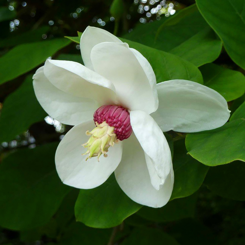 Magnolia's met witte bloemen